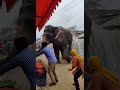 😱 ВЗБЕСИВШИЙСЯ СЛОН ВОРВАЛСЯ НА РЫНОК | Elephant Goes Wild
