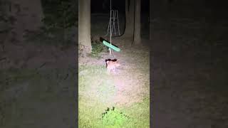 Yoshi Pooping In All His Glory