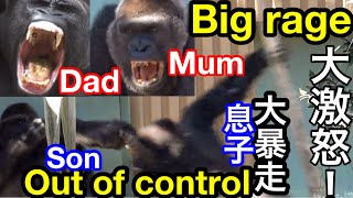 大激怒❗️父ゴリラと母はゲンタロウに激怒🌸Big rage❗️Dad gorilla & Mum are angry with Gentaro🌸【KyotoZoo京都市動物園】2021/11/13