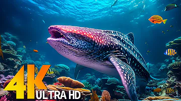 UNDERWATER WORLD 4K ULTRA HD [60FPS] - Relaxing Music - The Best 4K Sea Animals For Relaxation