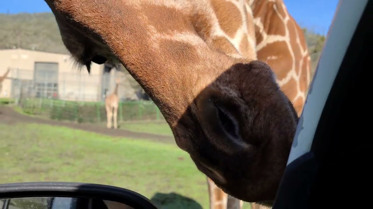 Giraffe Nibbled On My Van - Wildlife Safari - Winston Oregon