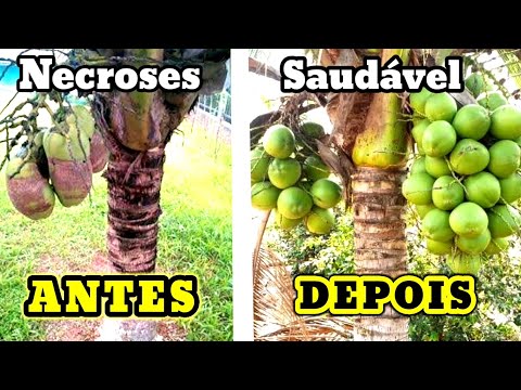 Vídeo: Coconut Tree Dying - Aprenda e trate diferentes tipos de problemas de coqueiros