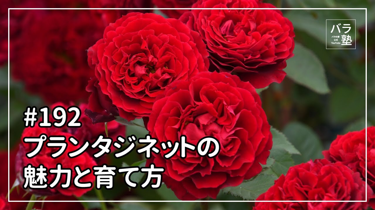バラ苗【中苗】プランタジネット 国産苗 6号鉢植え品［農林水産省 品種