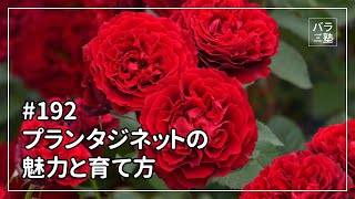 バラ苗【6号新苗】プランタジネット 国産苗 6号鉢植え品［農林水産省