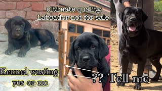 Labrador mail importable blood, Tomson  Raja Chhota Raja bloodline ultimate quality bore bloodline