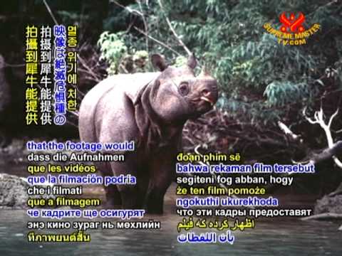 Rare Javan rhinos are filmed in Indonesia's Ujung ...
