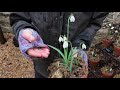 All about Snowdrops