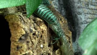 Stock Video - Mexican Alligator Lizard shedding skin rubbing on bark
