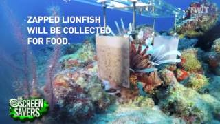 Lionfish Killing Robot