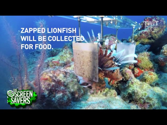 Lionfish Killing Robot