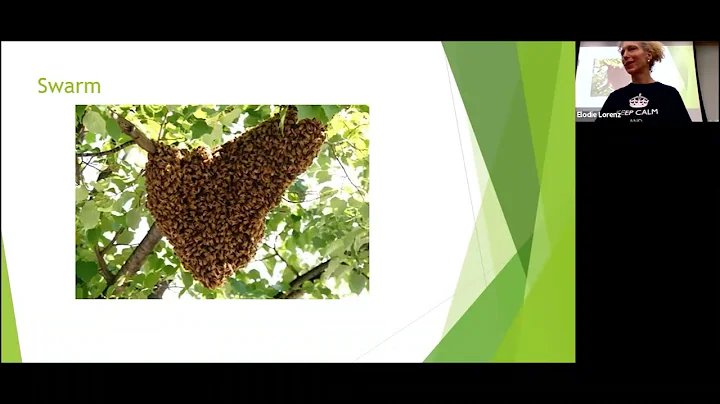 Belmont Talks All About Bees