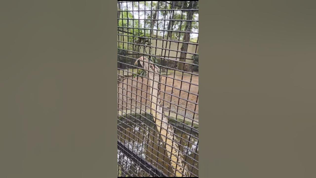 Python scary😳 #python #shorts - YouTube