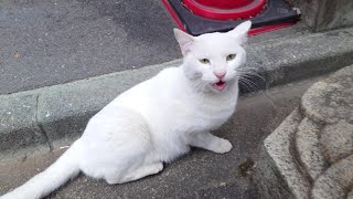 A stray cat that makes a cute cry when you pet it