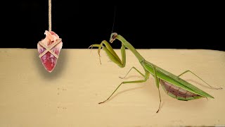 MANTIS AND CHICKEN HEART [LIVE FEEDING]
