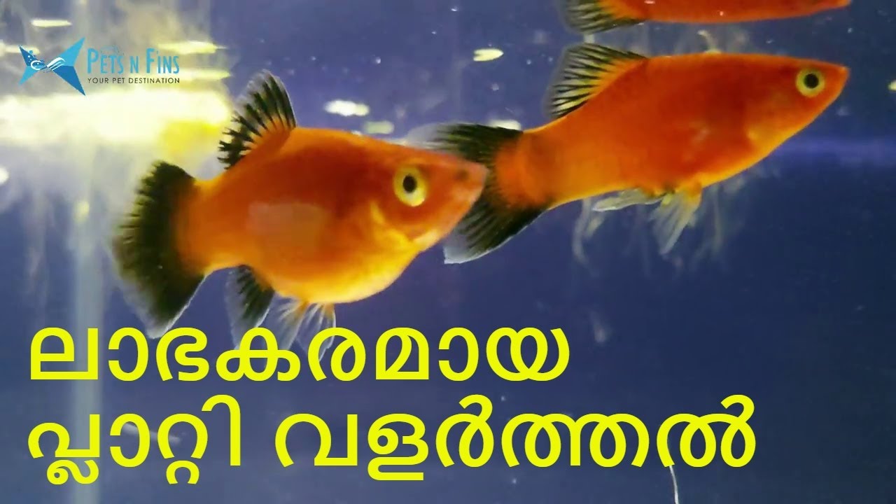 പ്ലാറ്റി മൽസ്യം വളർത്തുരീതികളും ബ്രീഡിങ്ങും || How to grow and breed ...