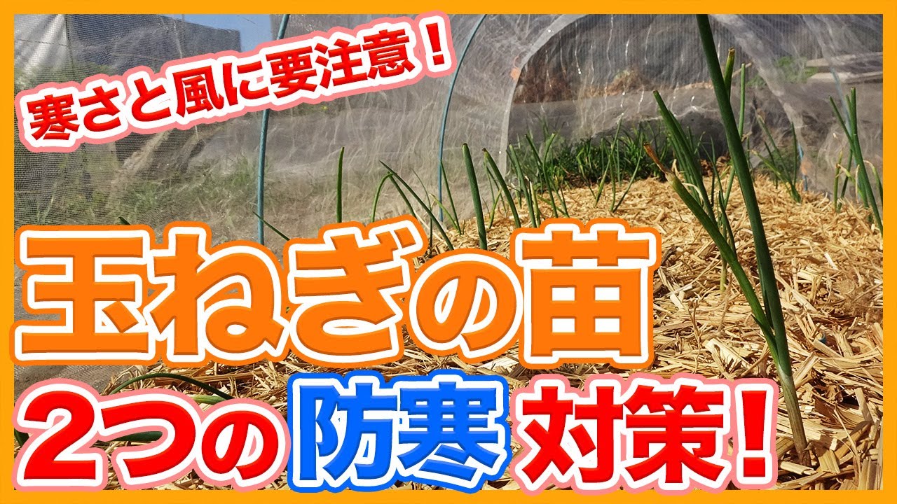 家庭菜園や農園で冬の玉ねぎ栽培は寒さと風に要注意！苗植え後２つの防寒対策！玉ねぎの育て方を徹底解説！/Two tips for cold protection in onion cultivation