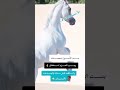 بنت الأصول تستحملك وبنت الحرام تستغفلك والناقصه تقل منك والجدعه تكملك اكسبلور خيل و خياله