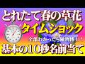 本日撮影!とれたて春の草花〈タイムショック〉10秒名前当てクイズ基本編。20問全部答えられたら植物博士?何問正解したか、コメントしてね。