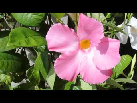 Garden Flowers Video Edited In Nikon ViewNX 2