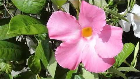 Garden Flowers Video Edited In Nikon ViewNX 2