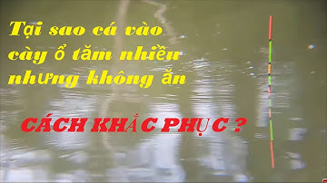 Tại sao Cá quấn ổ báo tăm nhưng không cắn câu và cách khắc phục