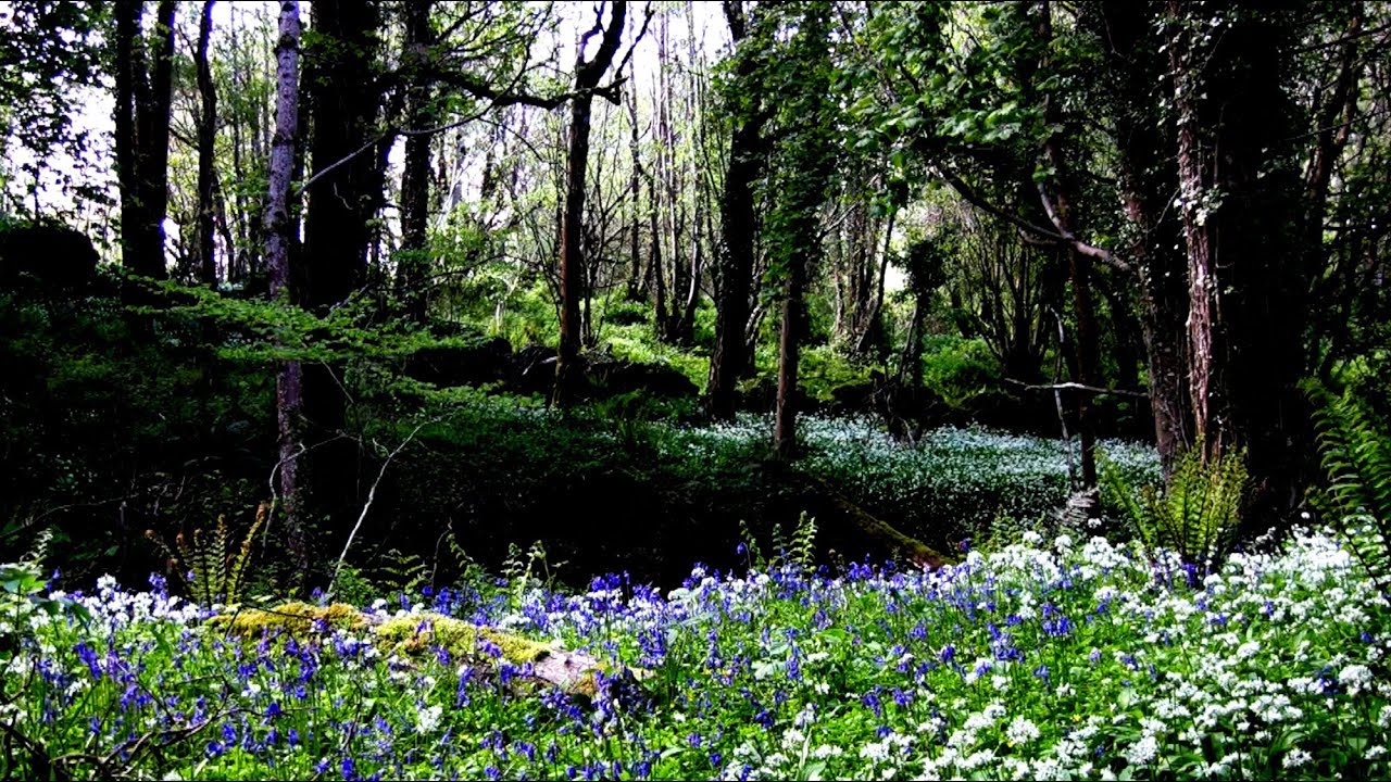 ANÚNA : Na Coille Cumhra (The Fragrant Wood)