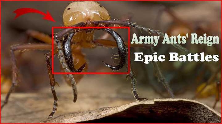 The Army Ants Unstoppable Predators of the Amazon Rainforest   Surviving the Swarm Army Ants in the
