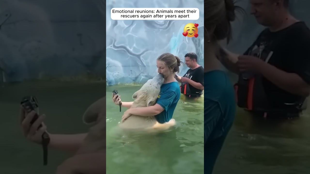Emotional reunions: Animals meet their rescuers again after years apart