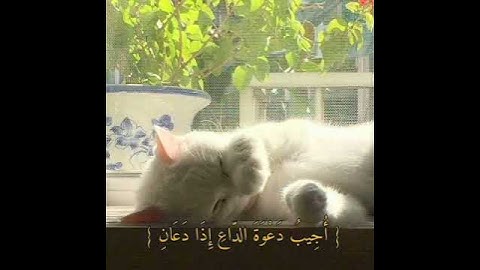سورة البقرة || آية (186) #القرآن_الكريم #عبدالباسط_عبدالصمد #سورة_البقرة #القرآن