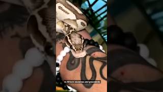 Ball Python_(Python regius) #animals