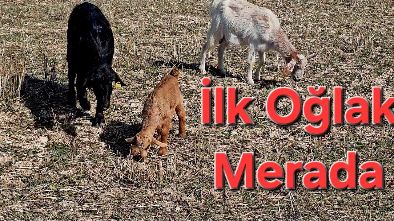 İlk Oğlağımız Merada