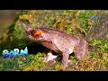 Born to be Wild: Various types of frogs