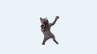 весёлые котик танцует ( 1 час)