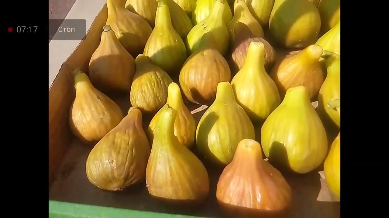 ОТ ГНОЙНЫХ РАНОК, ЯЗВ, ПРЫЩЕЙ КАПНИ КАПЛЮ БЕЛОГО СОКА И ВСЁ 23.07. 2024 ...