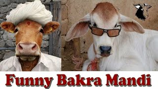 Oman Bakra Mandi 2020 || Angry Bakra's || Daily Vlogs || Pakistani family vlogs || Eid Al-adha