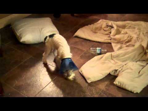 20110115 Elvis and Casper.mp4