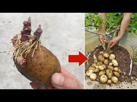 Growing Potatoes At Home Is A Lot Of Tubers And Easy For Beginners 