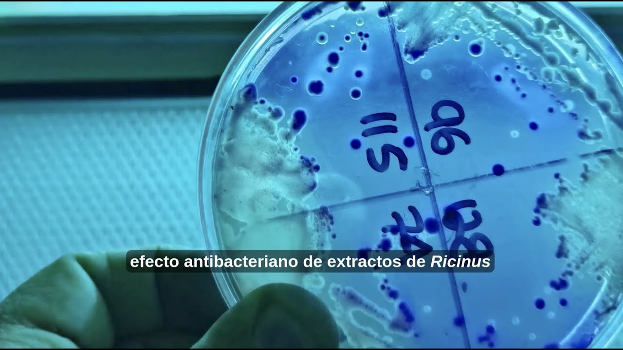 Efecto antibacterial de Ricinus communis para el tratamiento de la Diarrea Neonatal en Bovinos.