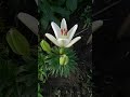 Лилии в моем саду: Тини Кристал.