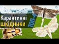 ТОП-4 карантинних шкідники/ СуперАгроном