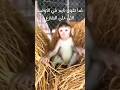 قرد نعسان قرد كيوت قرد لطيف تربية الحيوانات حديقة الحيوانات Monkey 