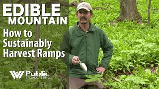 EDIBLE MOUNTAIN -  How to Sustainably Harvest Ramps