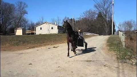 3-29-30BOHorses 240.MP4