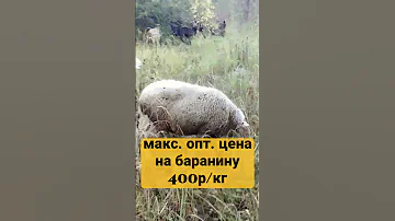 бизнес - разведение баранов, 525 000р в год прибыль.