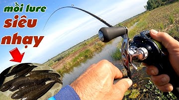 Câu Lure Cá Lóc ✅ Thử Lure Cá Lóc Vườn Khóm Tân Phước Bằng Cá Sắt Và Cái Kết | Tâm Râu Vlog #317