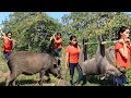 Two girls finding pig in forest | How to cooking pig and eating | primitive life KH