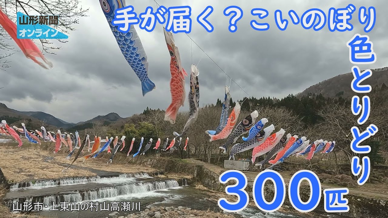 手が届く？こいのぼり 色とりどり300匹 山形県山形市・上東山の村山高