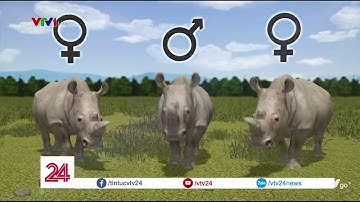 Hy vọng tái sinh cho loại tê giác trắng phương Bắc - Tin Tức VTV24