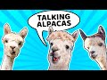 Talking Alpacas!!! | God chooses to love us | Kids&#39; Club Older