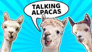 Talking Alpacas!!! | God chooses to love us | Kids&#39; Club Older